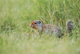 Columbia ground squirrel (Urocitellus columbianus, Spermophilus columbianus), juvenile, Banff