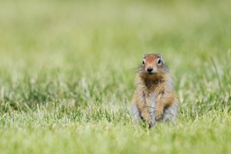 Columbia ground squirrel (Urocitellus columbianus, Spermophilus columbianus), juvenile sitting