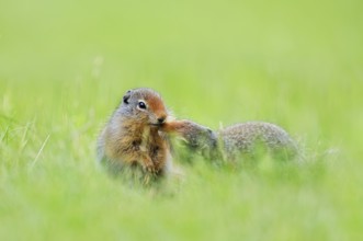 Columbia ground squirrel (Urocitellus columbianus, Spermophilus columbianus), young animals