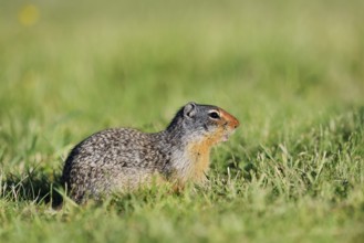 Columbia ground squirrel (Urocitellus columbianus, Spermophilus columbianus), Waterton Lakes