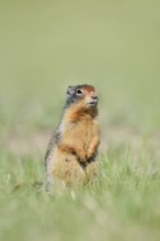 Columbia ground squirrel (Urocitellus columbianus, Spermophilus columbianus) sitting upright in a