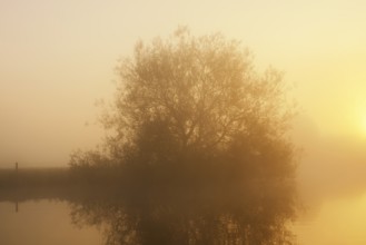 Silver willow (Salix alba) in the morning mist on the river Lippe at sunrise, North