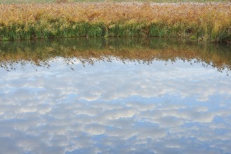 Clouds reflected in a pond with reeds (Phragmites australis, Phragmites communis) in autumn, North