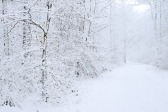 Snowy trail through deciduous forest in winter, North Rhine-Westphalia, Germany