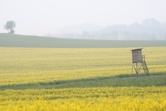 High seat and flowering rape field (Brassica napus) in spring, North Rhine-Westphalia, Germany
