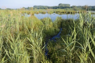 Pond with reeds in spring, North Rhine-Westphalia, Germany