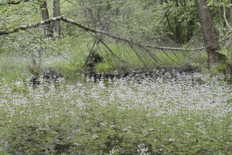 Flowering European water feather or water primrose (Hottonia palustris) in a pond, North