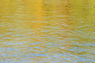 Deciduous trees are reflected on a water surface in autumn, North Rhine-Westphalia, Germany