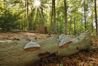 Tinder fungus (Fomes fomentarius) on dead wood in a forest, Teuteburger Wald, North