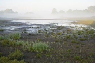 Partially dried out pond in autumn with morning fog, North Rhine-Westphalia, Germany