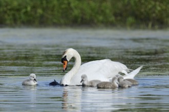 Mute swan (Cygnus olor) with chicks on a lake, North Rhine-Westphalia, Germany