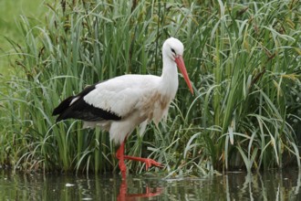 White stork (Ciconia ciconia) foraging in a pond, North Rhine-Westphalia, Germany