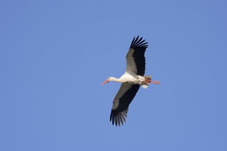 White stork (Ciconia ciconia), flying, Algarve, Portugal