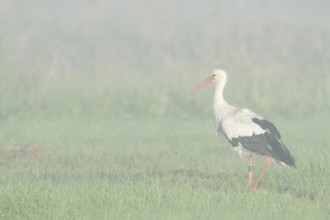 White stork (Ciconia ciconia) in a meadow in the morning mist, North Rhine-Westphalia, Germany