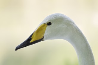Whooper swan (Cygnus cygnus), portrait, Friesland, Netherlands
