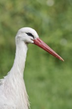 White stork (Ciconia ciconia), portrait, North Rhine-Westphalia, Germany