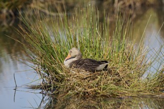 Greylag goose (Anser anser) sitting brooding on the nest, North Rhine-Westphalia, Germany