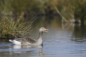 Greylag goose (Anser anser), swimming, North Rhine-Westphalia, Germany