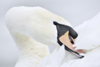 Mute swan (Cygnus olor) grooming its feathers, Alsace, France