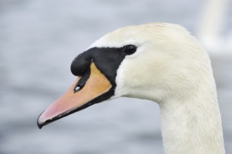 Mute swan (Cygnus olor), portrait, Alsace, France