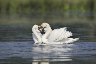 Mute swan (Cygnus olor), mating pair, North Rhine-Westphalia, Germany