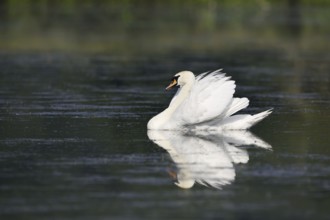 Mute swan (Cygnus olor) swimming threateningly, North Rhine-Westphalia, Germany
