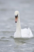 Mute swan (Cygnus olor), Alsace, France