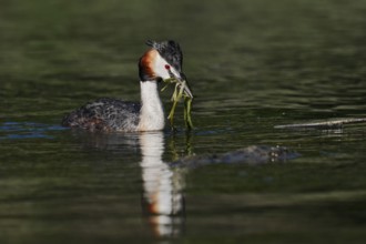Great Crested Grebe (Podiceps Scalloped ribbonfish) swimming with nesting material, North