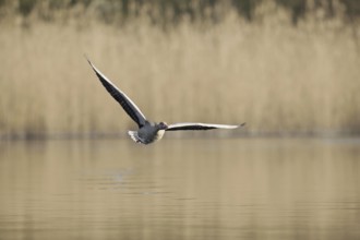 Greylag goose (Anser anser) flying over a lake, North Rhine-Westphalia, Germany