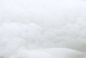 Mute swan (Cygnus olor), detail of plumage, Alsace, France