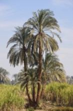 Real date palms (Phoenix dactylifera) along the Nile, Nile Valley, Egypt
