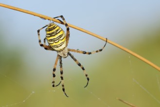 Wasp spider (Argiope bruennichi), female with dewdrops, North Rhine-Westphalia, Germany