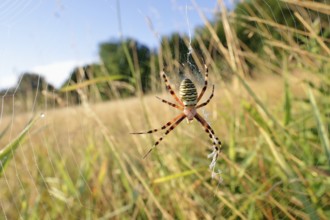 Wasp spider (Argiope bruennichi), female in web, North Rhine-Westphalia, Germany