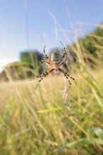 Wasp spider (Argiope bruennichi), female in web, North Rhine-Westphalia, Germany