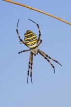Wasp spider (Argiope bruennichi), female with dewdrops, North Rhine-Westphalia, Germany