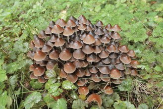 Rogers Mushroom (Britzelmayria multipedata, Psathyrella multipedata), North Rhine-Westphalia,