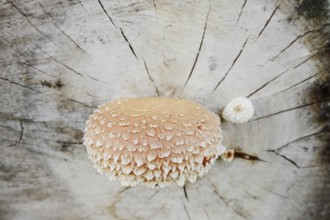 Poplar Schüppling (Hemipholiota populnea, Pholiota destruens), North Rhine-Westphalia, Germany