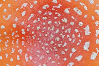 Fly agaric (Amanita muscaria), cap with flaky scales, North Rhine-Westphalia, Germany