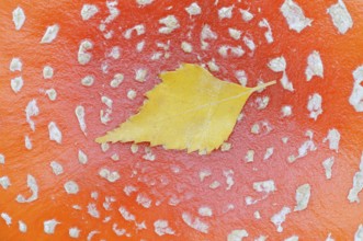 Fly agaric (Amanita muscaria), cap with flaky scales and birch leaf (Betula spec.), North