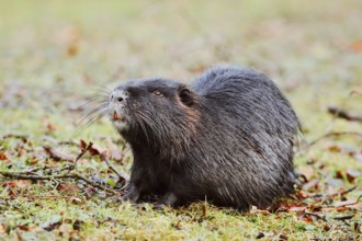 Nutria or swamp beaver (Myocastor coypus) on the shore, North Rhine-Westphalia, Germany, Neozoon in