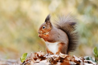 Eurasian squirrel (Sciurus vulgaris) sitting feeding on a pile of leaves with hoarfrost, North