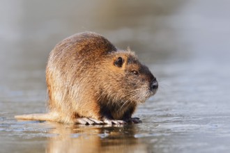 Nutria or swamp beaver (Myocastor coypus) on the ice surface of a lake in winter, neozoa in