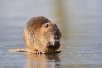 Nutria or swamp beaver (Myocastor coypus) sits feeding on the ice surface of a lake in winter,