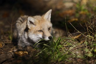 Red fox (Vulpes vulpes), young animal, North Rhine-Westphalia, Germany