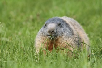 Alpine marmot (Marmota marmota), eating grass, Berchtesgaden National Park, Bavaria, Germany