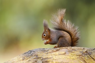 Eurasian squirrel (Sciurus vulgaris) sitting feeding on a tree trunk, North Rhine-Westphalia,