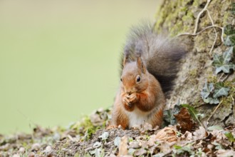Eurasian squirrel (Sciurus vulgaris) sitting feeding on a tree trunk, North Rhine-Westphalia,