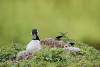 Canada goose (Branta canadensis) sitting brooding on the nest, North Rhine-Westphalia, Germany