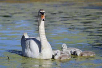 Mute swan (Cygnus olor) with chicks on a lake, North Rhine-Westphalia, Germany