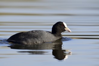 Eurasian Coot or coot rail (Fulica atra), swimming, North Rhine-Westphalia, Germany